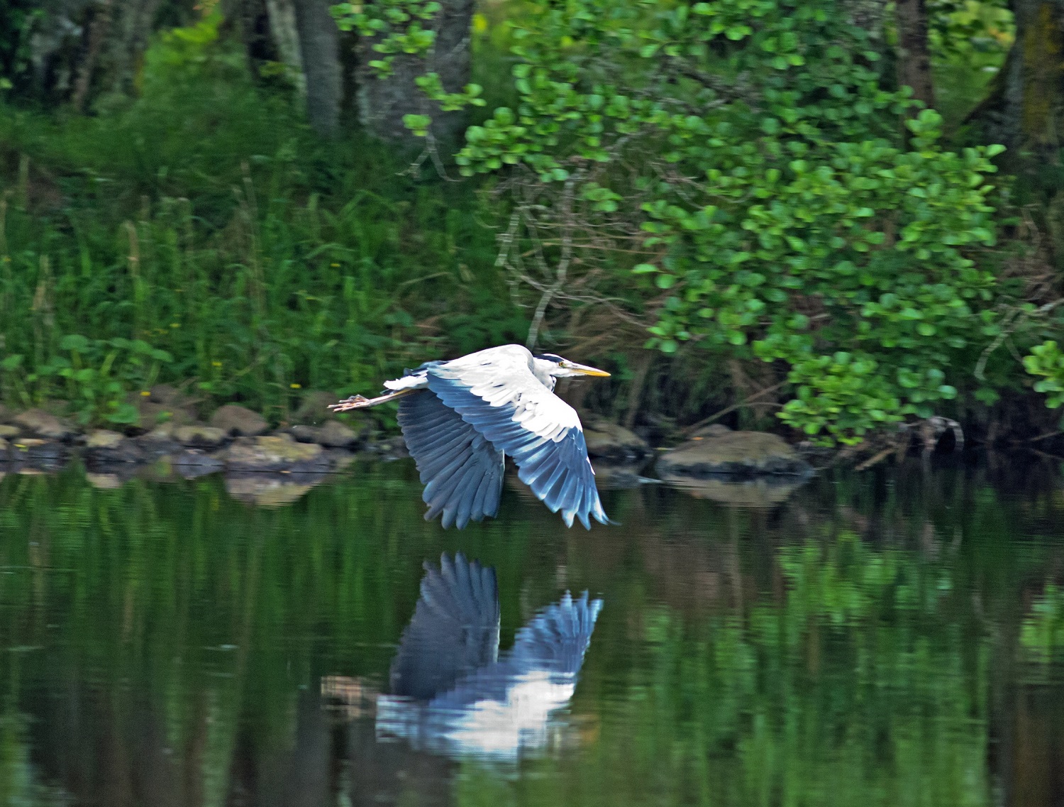 Heron_in_flight.jpg