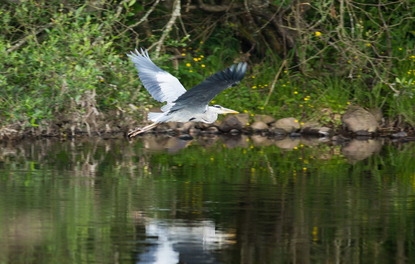 Heron_in_flight_2.jpg
