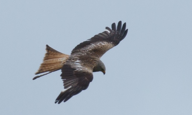 Red_Kite.jpg