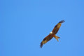 Red_kite.jpg
