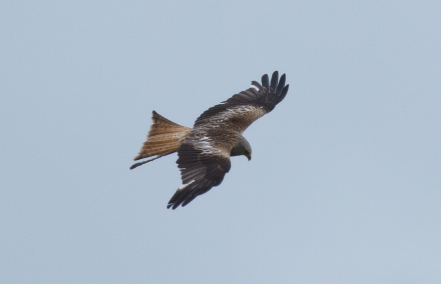 Red_kite_2.jpg