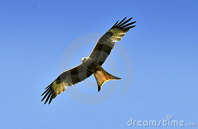 red_kite_2.jpg