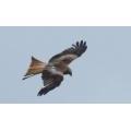 Colin Ritchie once again , hard to capture the Red kite on camera as good as this
